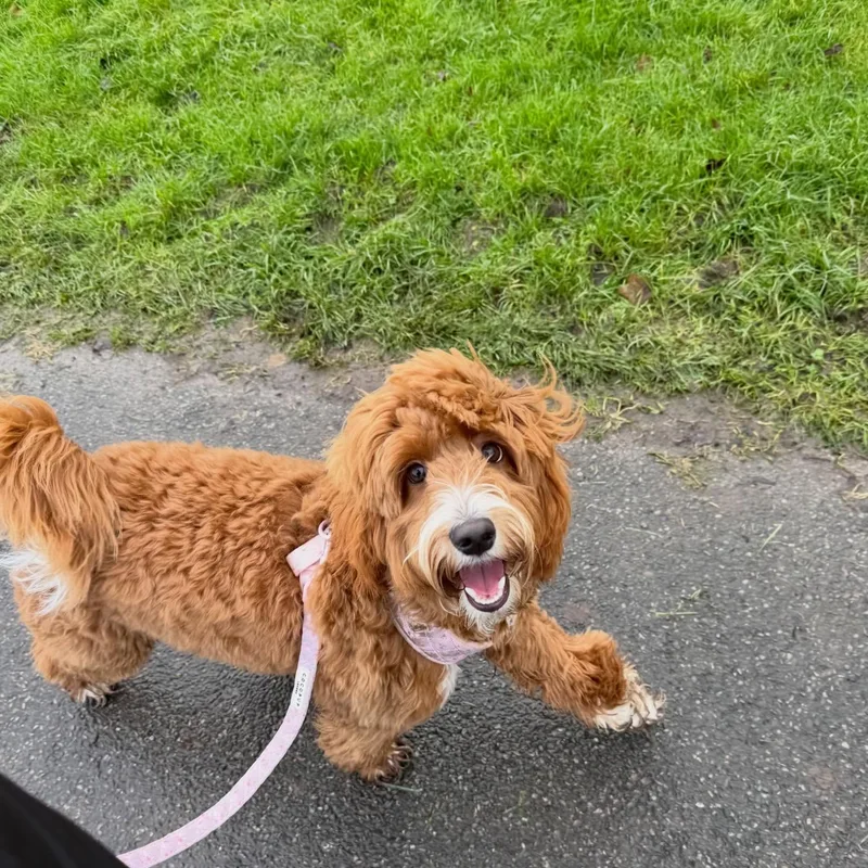 Katie's K9s Dog Walking project 10