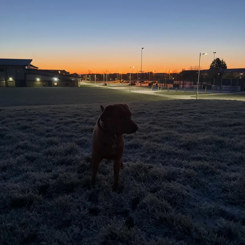 Katie's K9s Dog Walking project 11