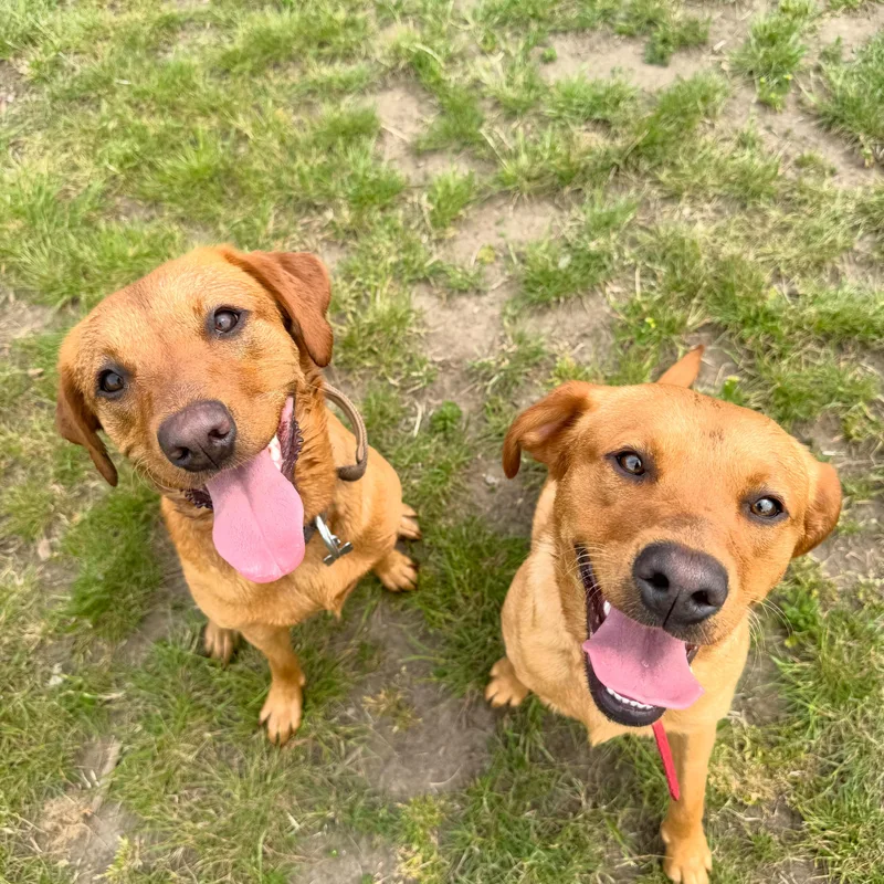 Katie's K9s Dog Walking project 12