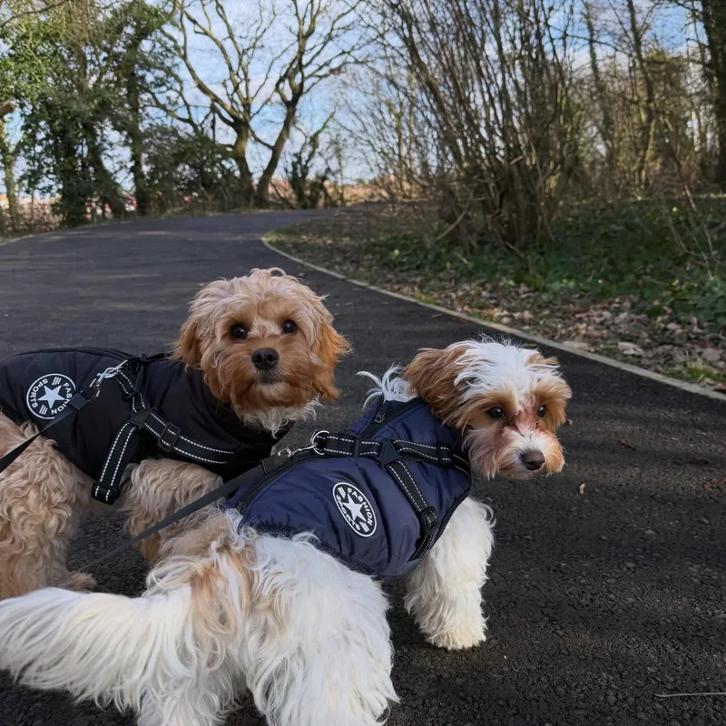 Katie's K9s Dog Walking project 2