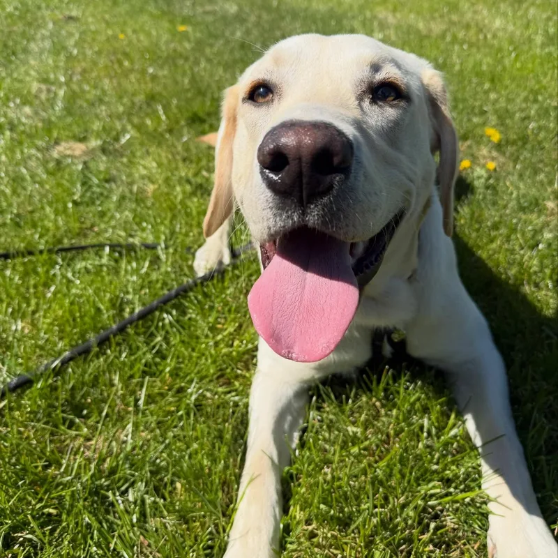 Katie's K9s Dog Walking project 5