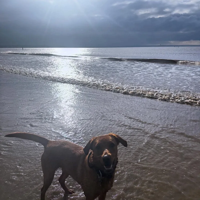 Katie's K9s Dog Walking project 6