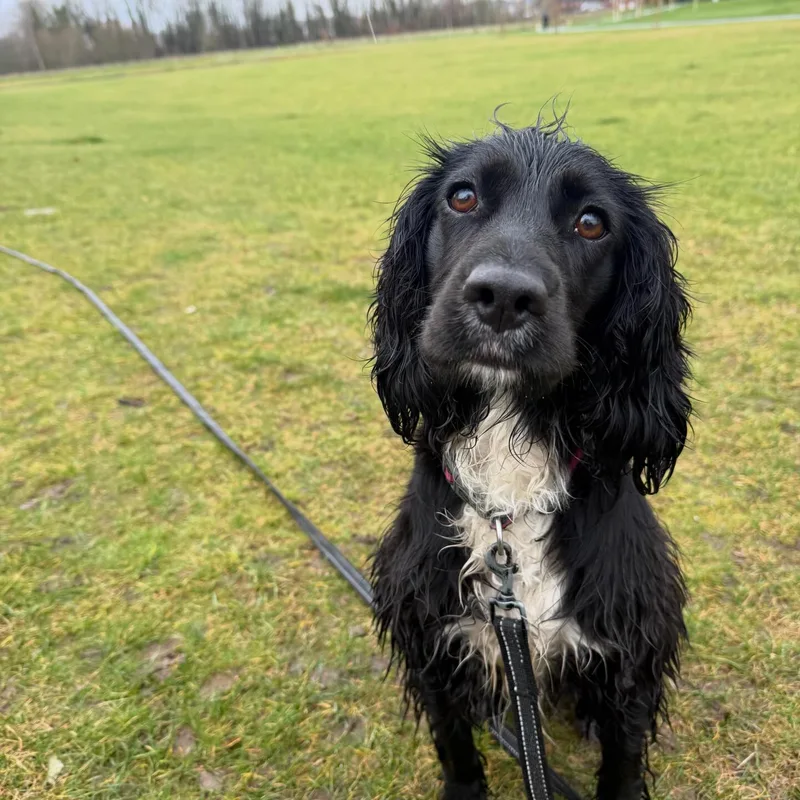 Katie's K9s Dog Walking project 7