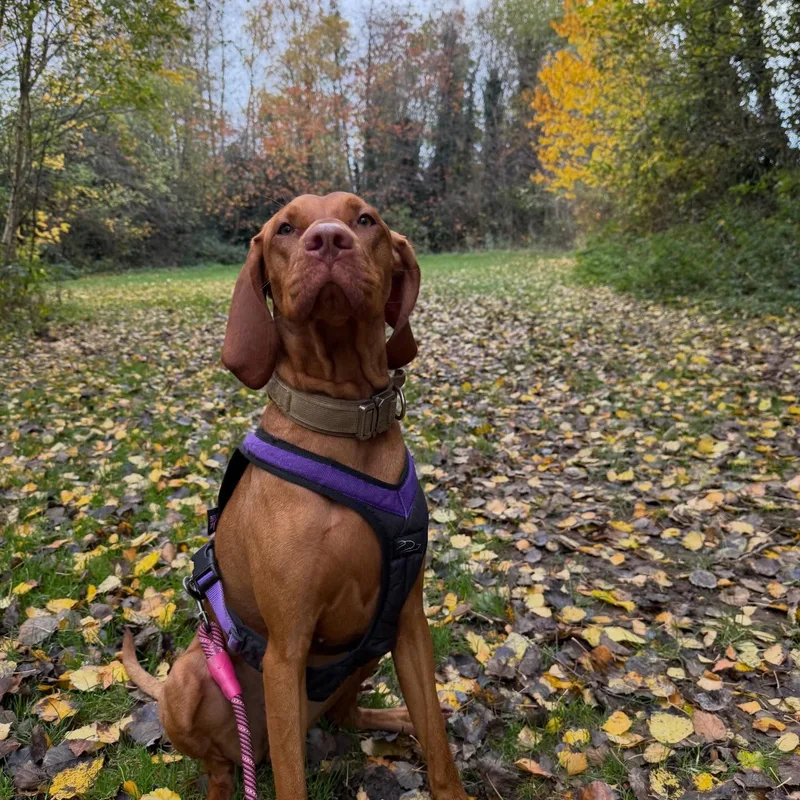 Katie's K9s Dog Walking project 8