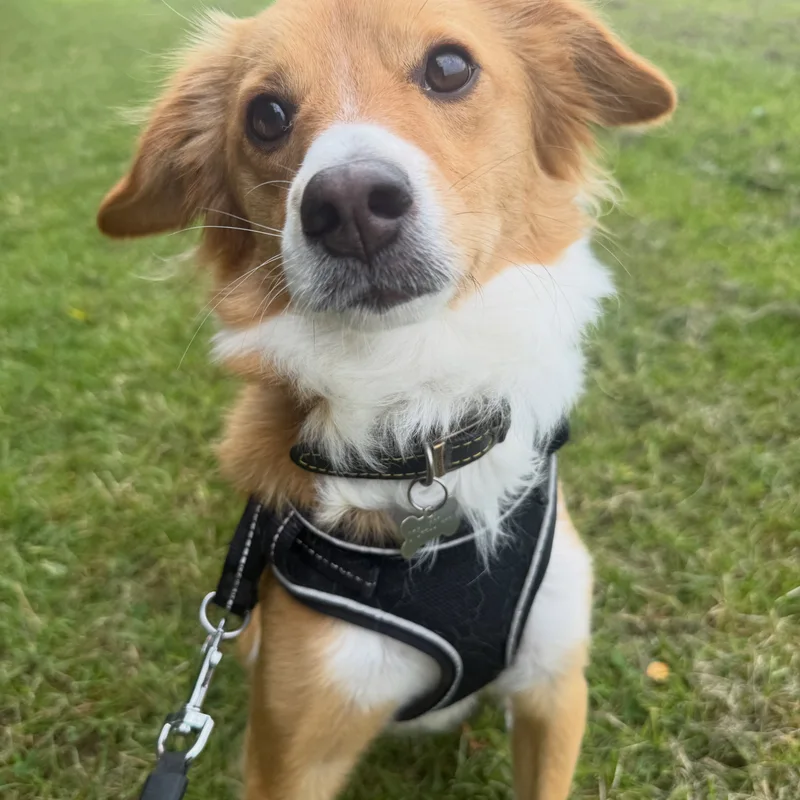 Katie's K9s Dog Walking at work