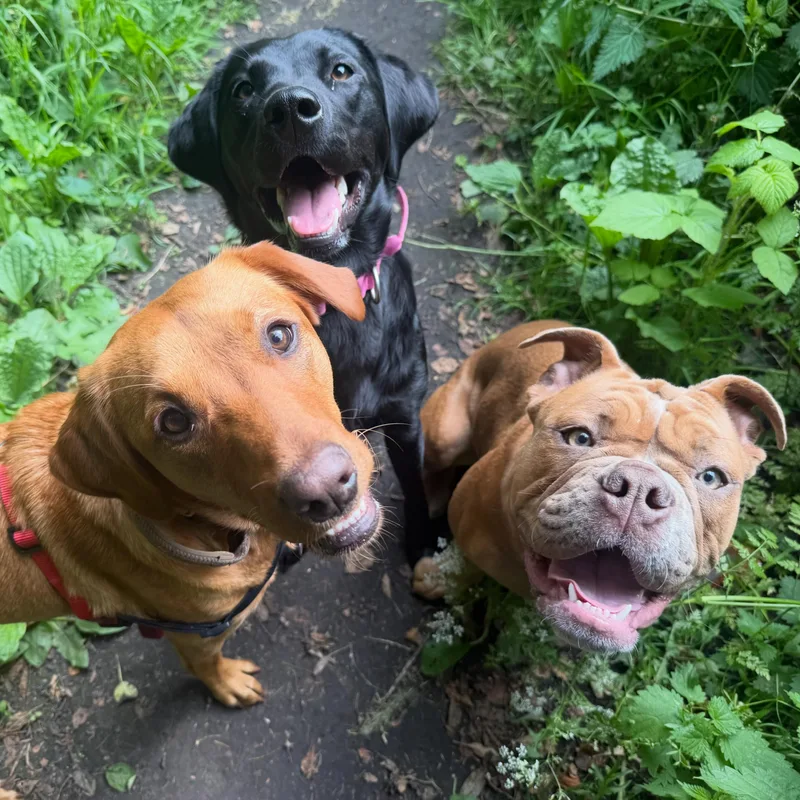 Katie's K9s Dog Walking at work